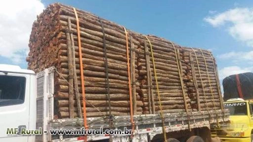 Estacas de sabia Imagem Estacas de sabia