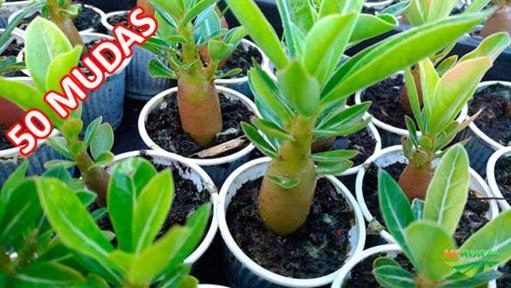 Mudas de Rosa do Deserto Adenium Obesum Imagem Mudas de Rosa do Deserto Adenium Obesum