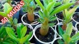 Mudas de Rosa do Deserto Adenium Obesum Imagem Mudas de Rosa do Deserto Adenium Obesum