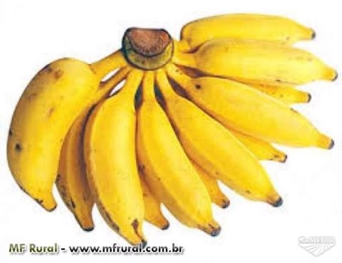 BANANAS PRATA E NANICA Imagem BANANAS PRATA E NANICA