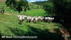 50 Vacas de primeira cria