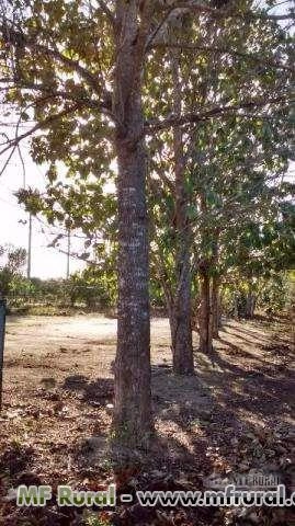 Madeira de TECA Imagem Madeira de TECA