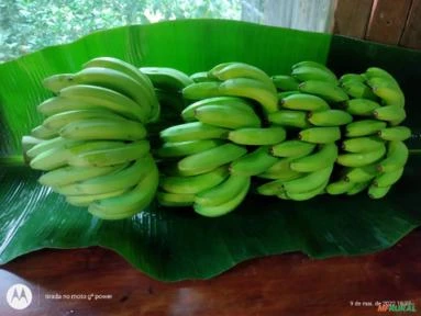 Biomassa da banana verde