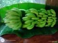 Biomassa da banana verde