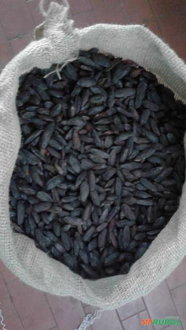 Sementes de Cumaru (Fava Tonka) - Tonka Beans Imagem Sementes de Cumaru (Fava Tonka) - Tonka Beans