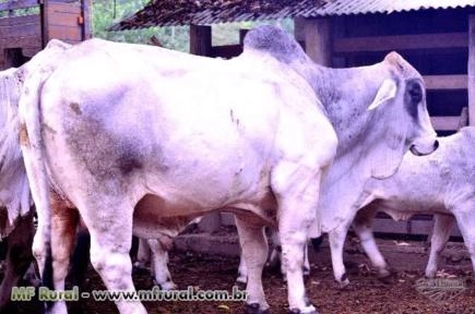 Tourinhos e Touros Brahman PO e POI Imagem Tourinhos e Touros Brahman PO e POI