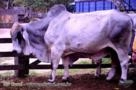 Tourinhos e Touros Brahman PO e POI Imagem Tourinhos e Touros Brahman PO e POI