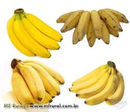 Banana Prata / maçã / nanica / marmelo e/ou terra - LEIA O ANUNCIO