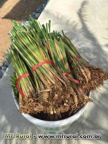 MUDAS DE VETIVER Imagem MUDAS DE VETIVER