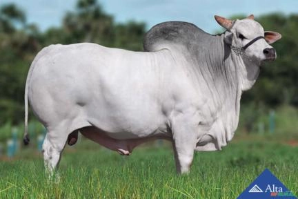 Sêmen QUARUP BONS Imagem Sêmen QUARUP BONS