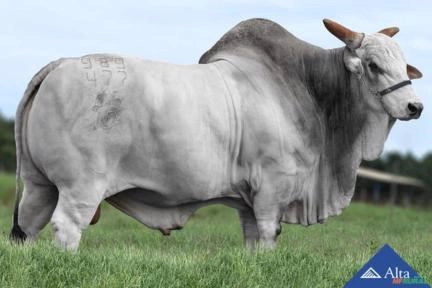 Sêmen QUALITAS QUIMICO Imagem Sêmen QUALITAS QUIMICO