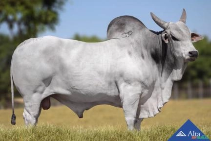 Sêmen ESSENCIAL TN Imagem Sêmen ESSENCIAL TN