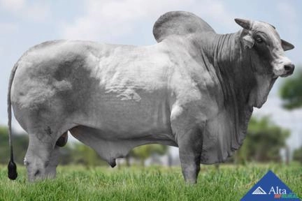 Sêmen QUALITAS TAURUS Imagem Sêmen QUALITAS TAURUS