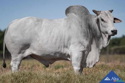 Sêmen TXT (QLT) Imagem Sêmen TXT (QLT)