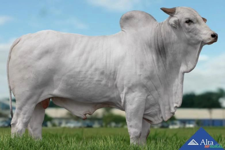 Sêmen Utan da Capivara (QLT) Imagem Sêmen Utan da Capivara (QLT)