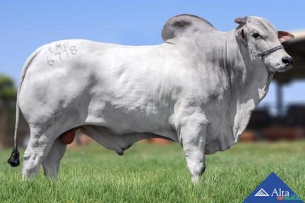 Sêmen Pib TUL Imagem Sêmen Pib TUL