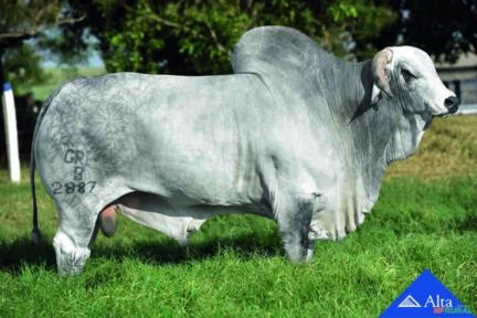 Sêmen B2887 da S.Nice Imagem Sêmen B2887 da S.Nice