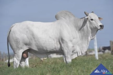 Sêmen B6777 da S.Nice Imagem Sêmen B6777 da S.Nice