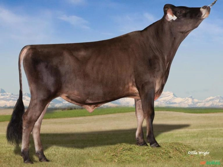 Sêmen GLYNN VALENTINO MARCIN Imagem Sêmen GLYNN VALENTINO MARCIN