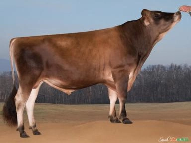 Sêmen JX CO-OP COMBAT {4} (Sexado) Imagem Sêmen JX CO-OP COMBAT {4} (Sexado)