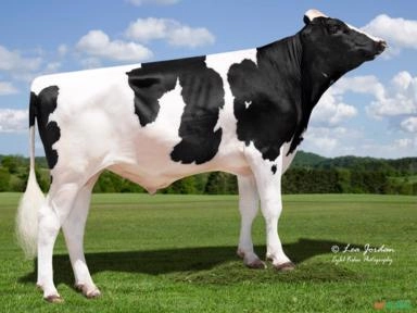 Sêmen PEAK FAROUT-ET ( Sexado) Imagem Sêmen PEAK FAROUT-ET ( Sexado)