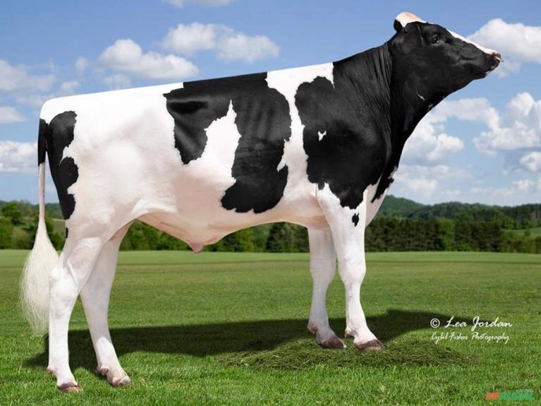 Sêmen PEAK FAROUT-ET ( Sexado) Imagem Sêmen PEAK FAROUT-ET ( Sexado)