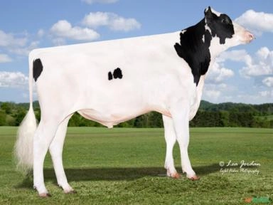 Sêmen PEAK LUXURYLIFE-ET (Sexado) Imagem Sêmen PEAK LUXURYLIFE-ET (Sexado)