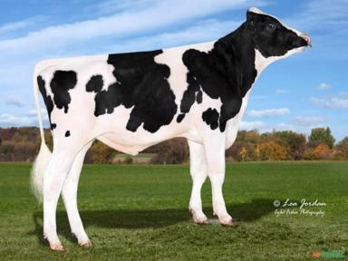 Sêmen PEAK WHEELHOUSE-ET (Sexado) Imagem Sêmen PEAK WHEELHOUSE-ET (Sexado)