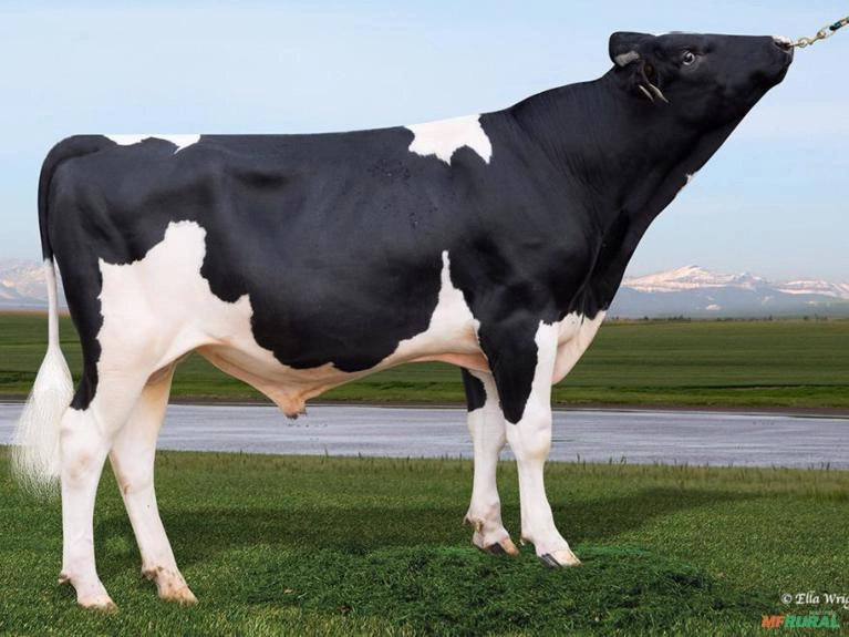 Sêmen PEAK TIZNOW-ET ( Sexado) Imagem Sêmen PEAK TIZNOW-ET ( Sexado)