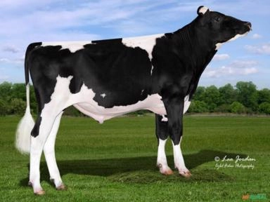 Sêmen PEAK OHTANI-ET Imagem Sêmen PEAK OHTANI-ET