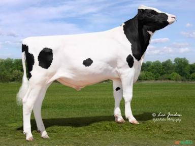 Sêmen PEAK AVITUS-ET Imagem Sêmen PEAK AVITUS-ET