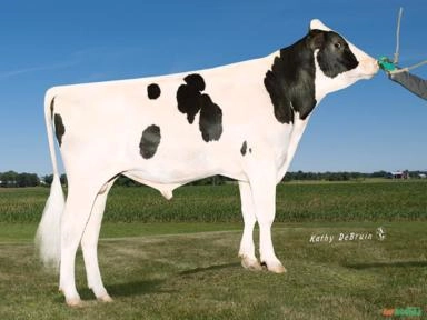 Sêmen PEAK CHAVO-ET Imagem Sêmen PEAK CHAVO-ET