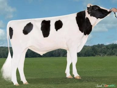 Sêmen PEAK BRUISER-ET Imagem Sêmen PEAK BRUISER-ET