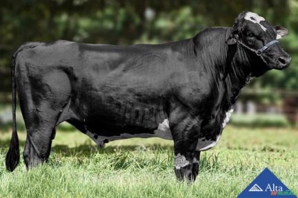 Sêmen LLA Anthony 454 Canela Strauss Imagem Sêmen LLA Anthony 454 Canela Strauss