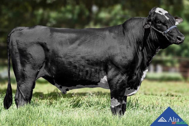 Sêmen LLA Anthony 454 Canela Strauss Imagem Sêmen LLA Anthony 454 Canela Strauss