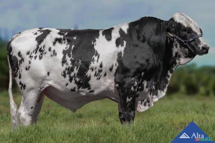 Sêmen LLA Império FIV 371 Brida Gillespy Imagem Sêmen LLA Império FIV 371 Brida Gillespy