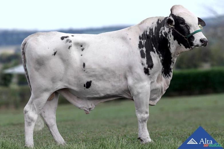 Sêmen Lombardi Conde SABV Imagem Sêmen Lombardi Conde SABV