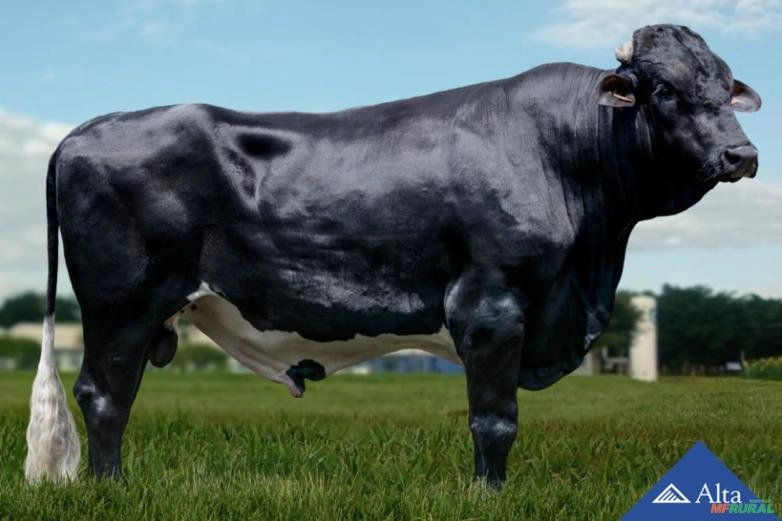 Sêmen Romano FIV ESB Dateline 2R Jatai Imagem Sêmen Romano FIV ESB Dateline 2R Jatai