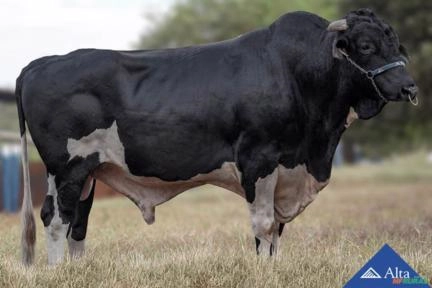 Sêmen Espartano Gopro Fabula Guima (Sexado) Imagem Sêmen Espartano Gopro Fabula Guima (Sexado)