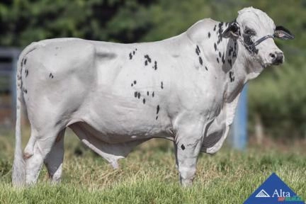 Sêmen Falcão Máxima FIV 2R Jatai ESB Imagem Sêmen Falcão Máxima FIV 2R Jatai ESB