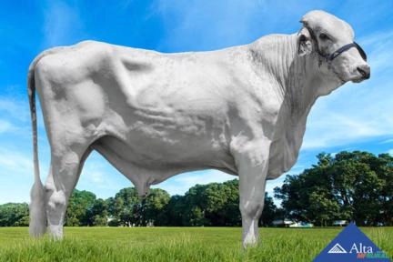 Sêmen Hot FIV da Estancia São Bento Imagem Sêmen Hot FIV da Estancia São Bento