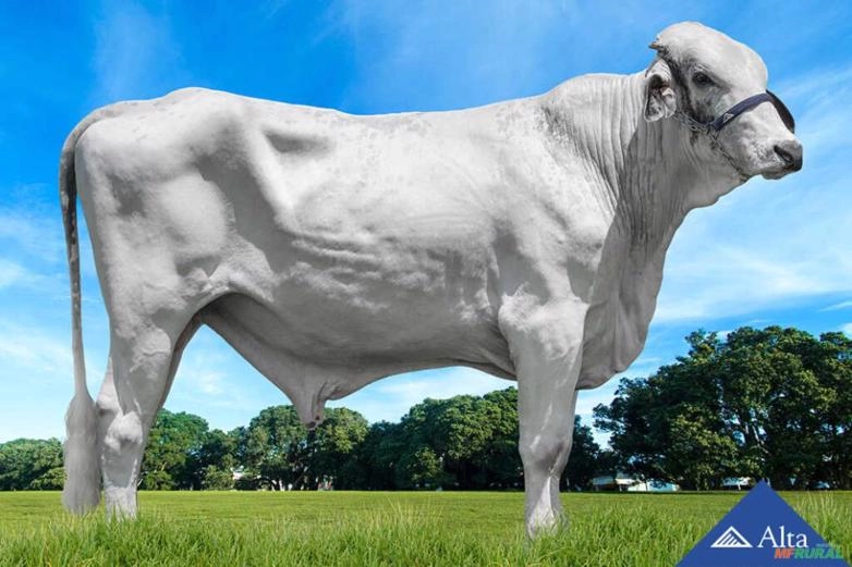 Sêmen Hot FIV da Estancia São Bento Imagem Sêmen Hot FIV da Estancia São Bento