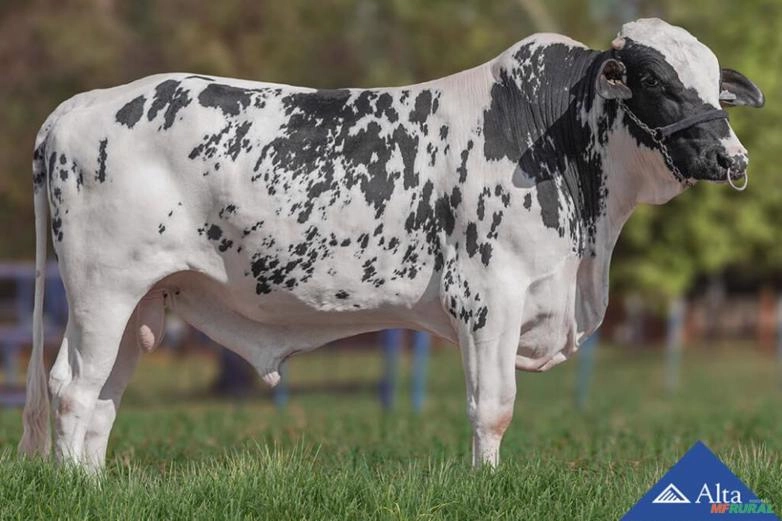 Sêmen  Magnus FIV Maxima 2R Jatai Imagem Sêmen  Magnus FIV Maxima 2R Jatai