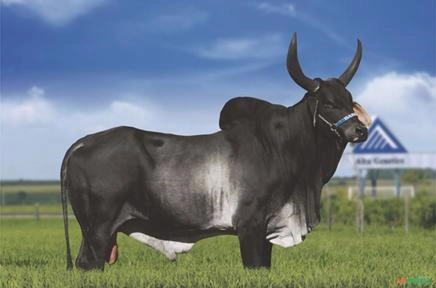 Sêmen Necessário D Imagem Sêmen Necessário D