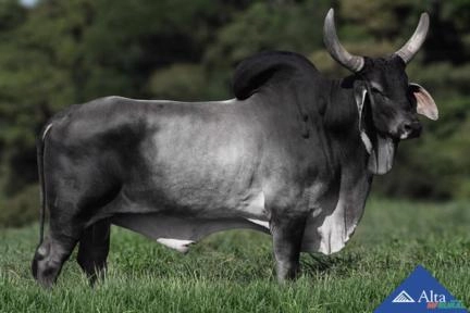 Sêmen Reflexo da Juzz ( Sexado) Imagem Sêmen Reflexo da Juzz ( Sexado)