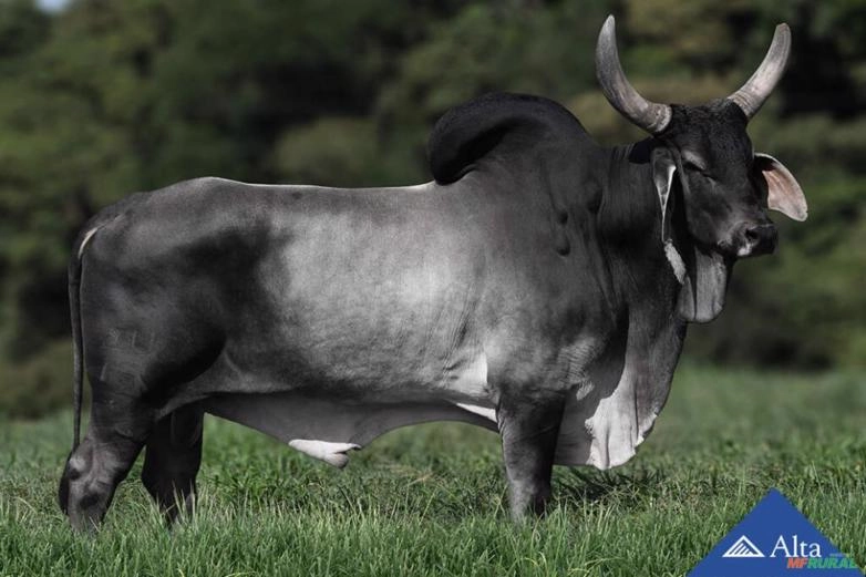 Sêmen Reflexo da Juzz ( Sexado) Imagem Sêmen Reflexo da Juzz ( Sexado)