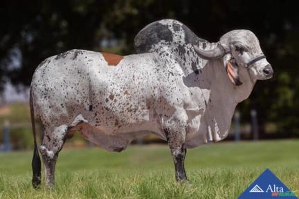 Sêmen Maremoto Paracatu Imagem Sêmen Maremoto Paracatu