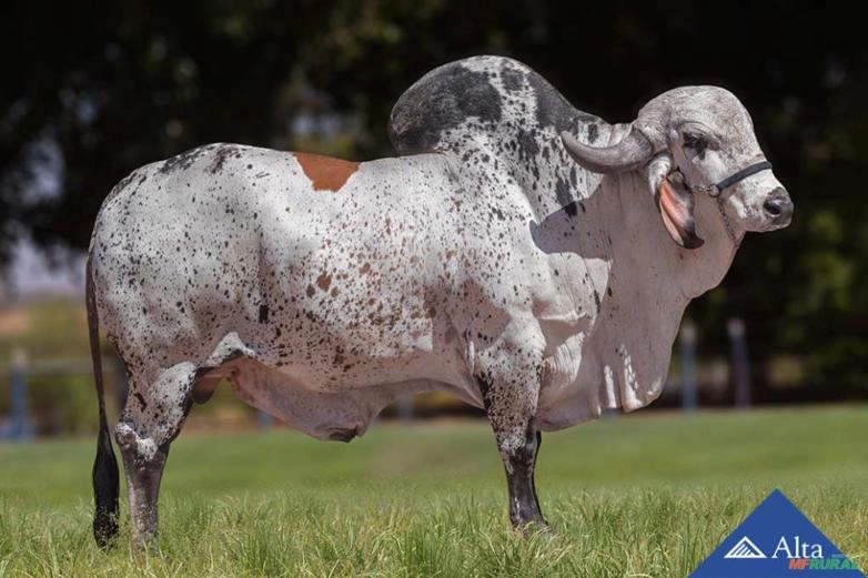 Sêmen Maremoto Paracatu Imagem Sêmen Maremoto Paracatu