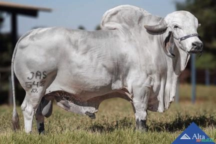 Sêmen Marujo da Xapetuba Imagem Sêmen Marujo da Xapetuba