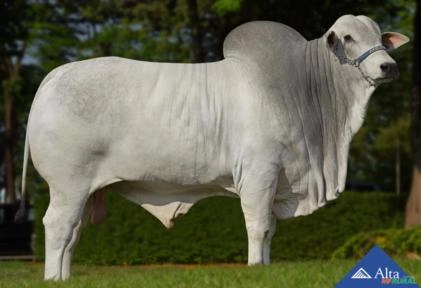 Sêmen Ornado do Leblon Imagem Sêmen Ornado do Leblon